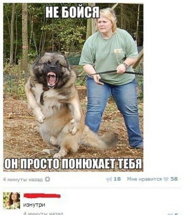Мать против собак