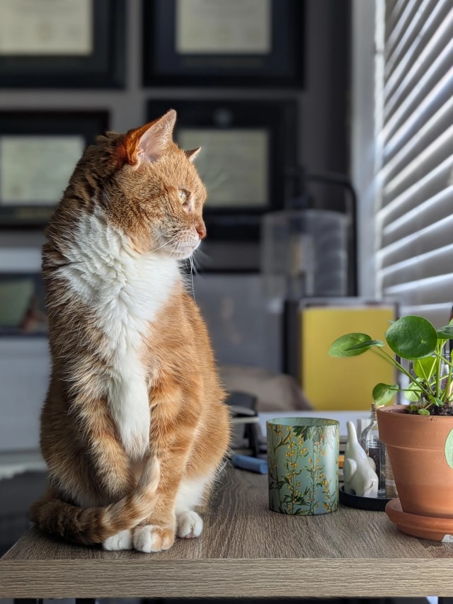 Рандомных фото котов тред