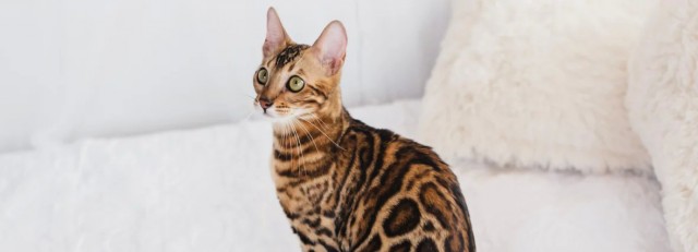 *БАЯН*Бенгальский кот загрыз чихуахуа в Москве