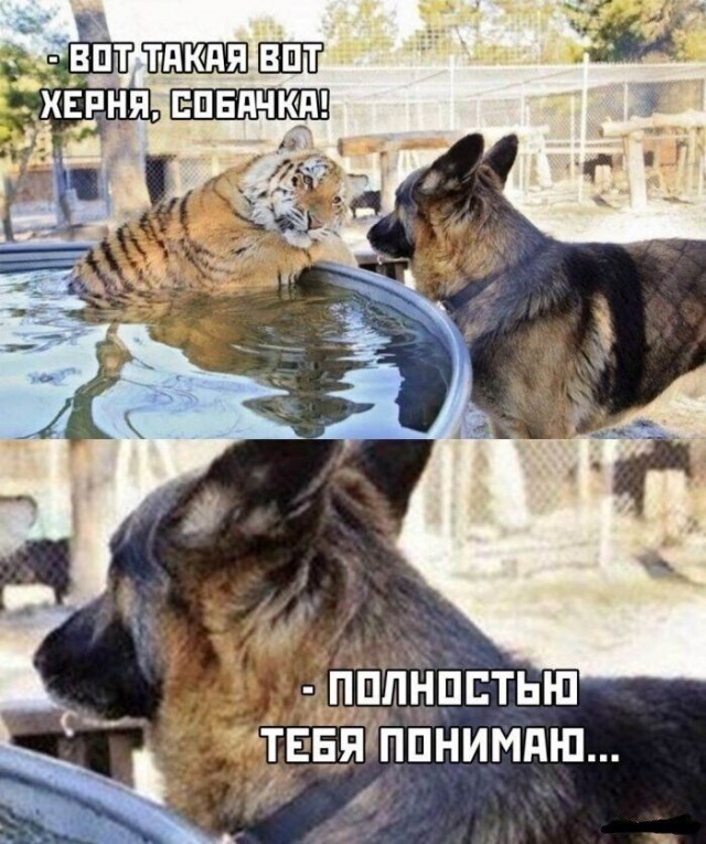 Нытьевой порог для мужчин (мужиков\ пацанов)