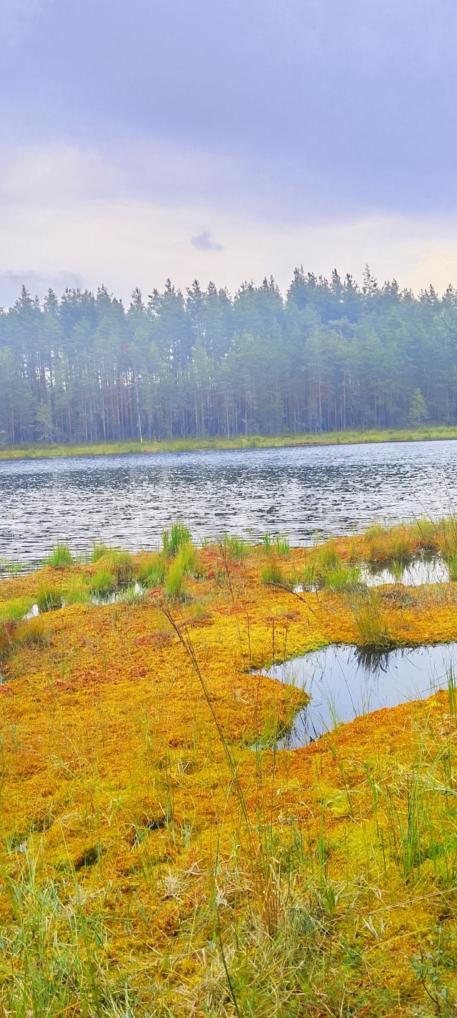 Болотно-туманный минимализм