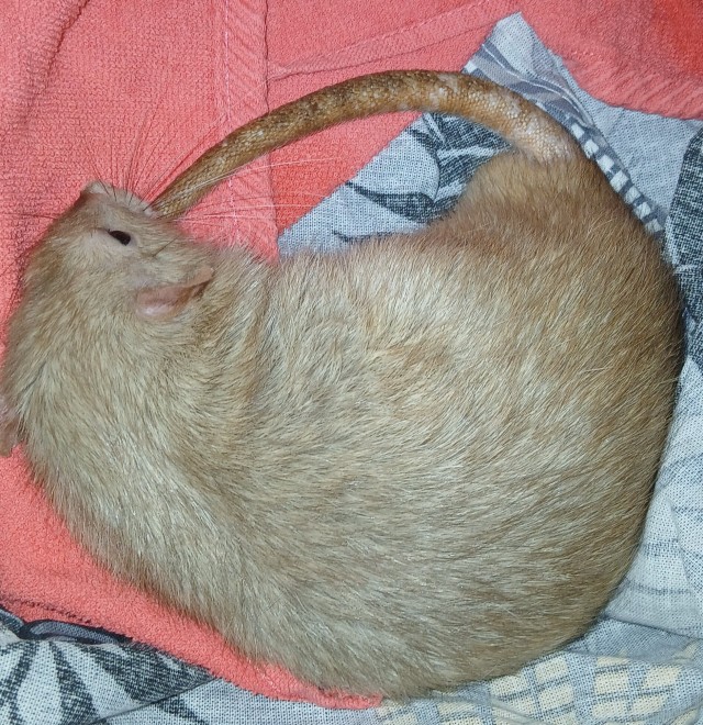 Ни кошечка, ни собачка.