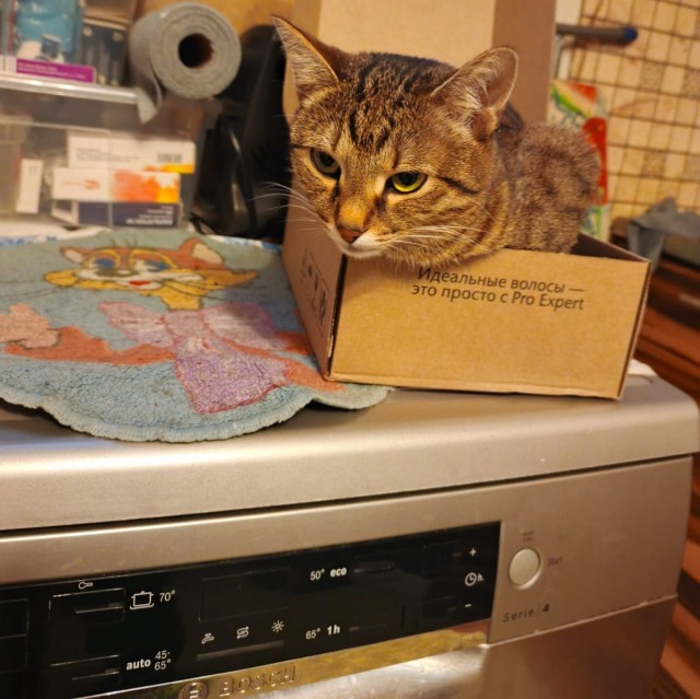 Котосуббота.
