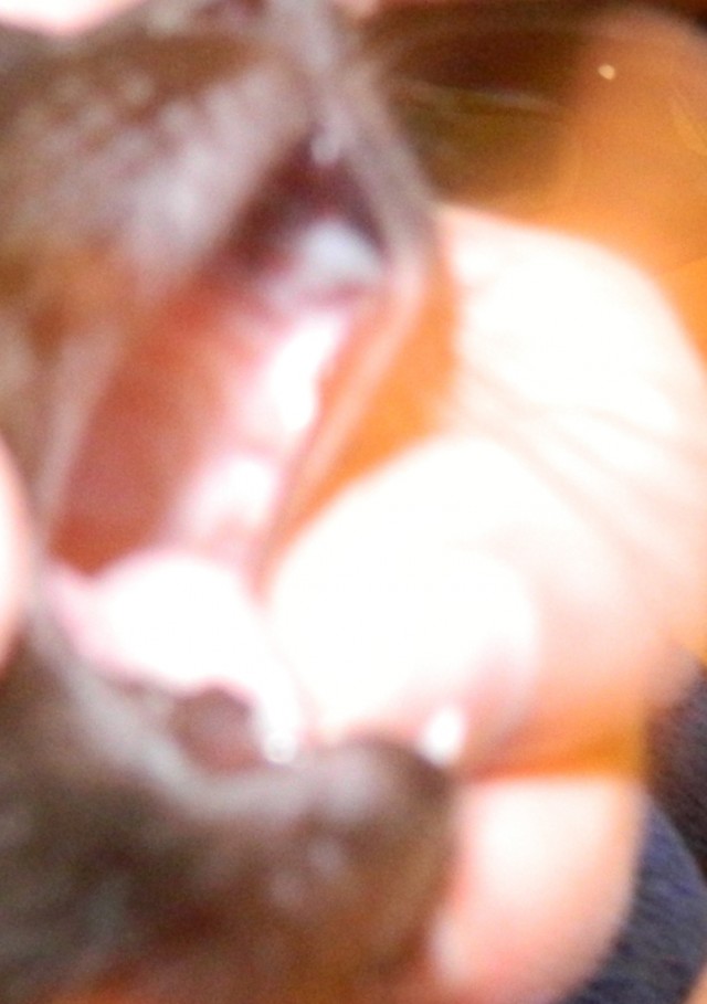 Новый член семьи