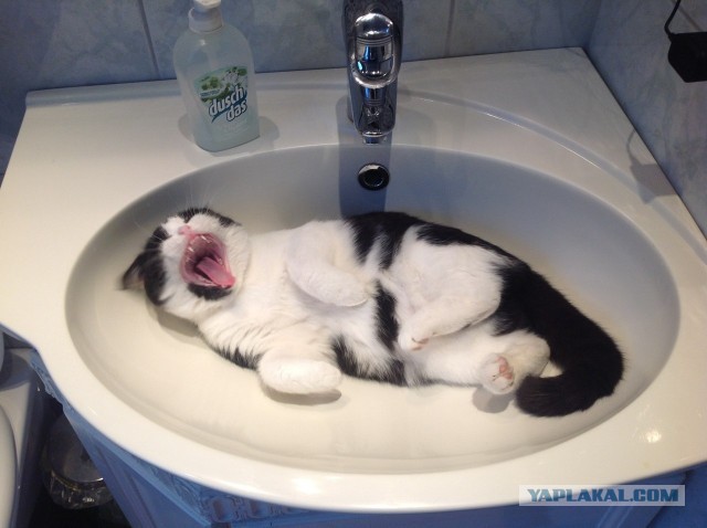 Котовторник 8.10.2013