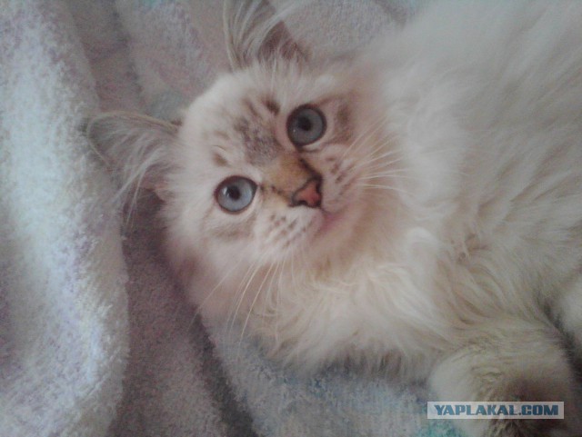 Котовторник  10.12.2013