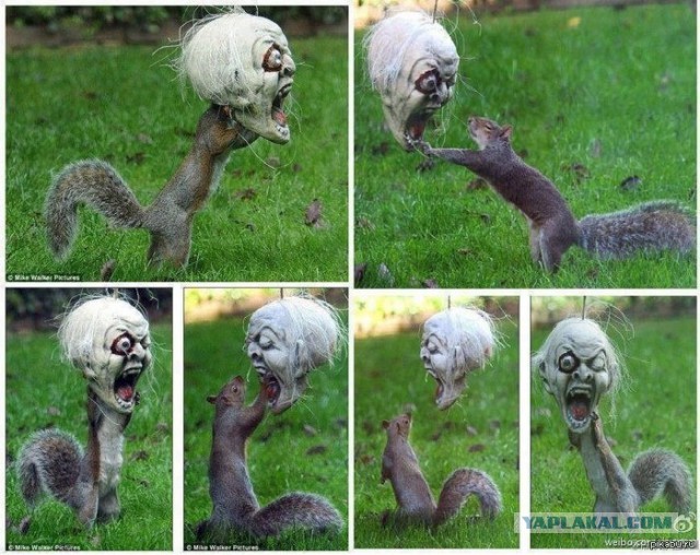 Опоссум попал в западню