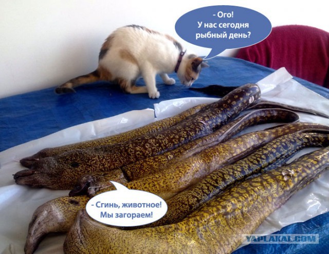 Котовторник 18.03.2014
