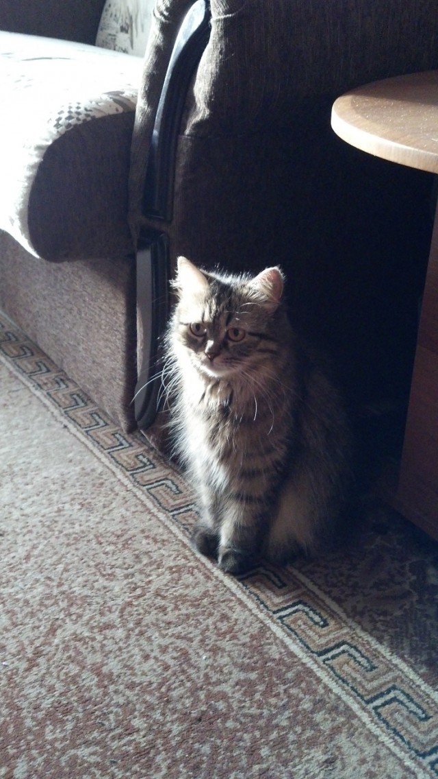 Котовторник  25.03.2014