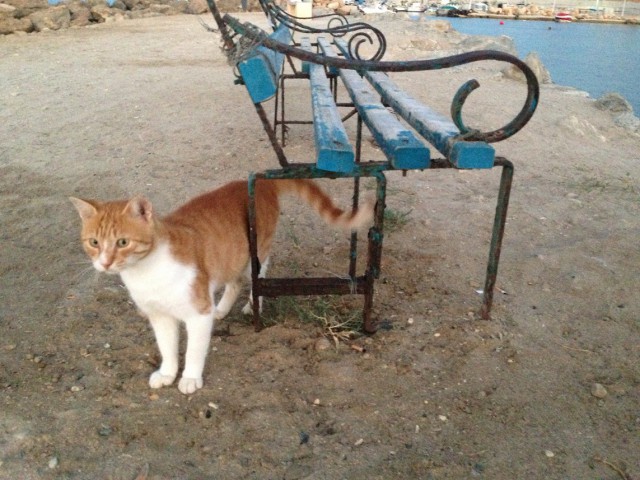 Котовторник   15.04.2014