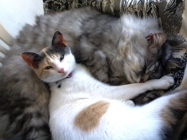 С Котовторником!