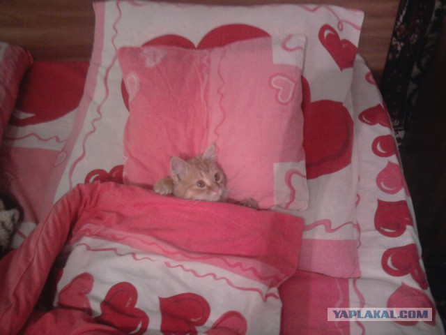 Сделал кроватку для котенка.