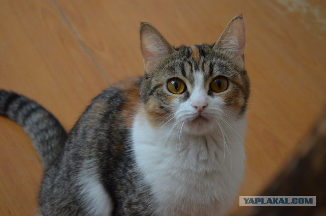 Котовторник 27.5.2014