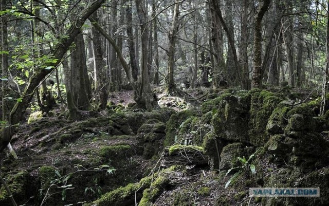 Puzzlewood - загадочный лес (19 фото)