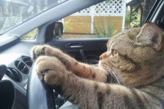 Коты, которые всегда рады помочь своему хозяину