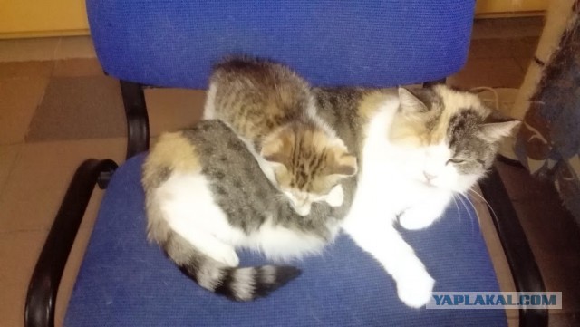 Котовторник 21.10.2014