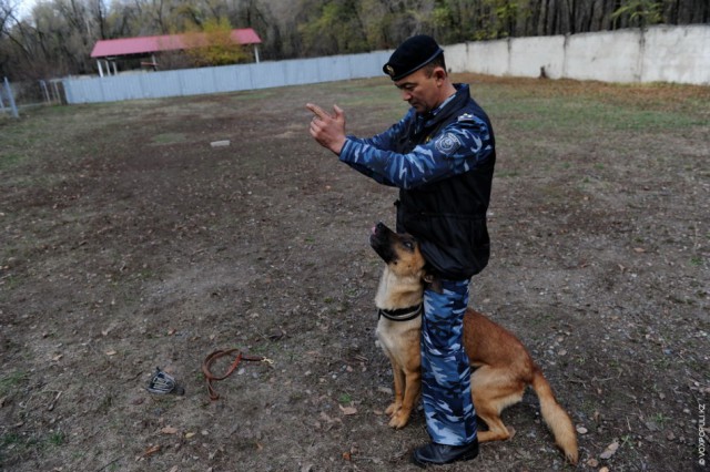 Один день из жизни К-9: служебные собаки