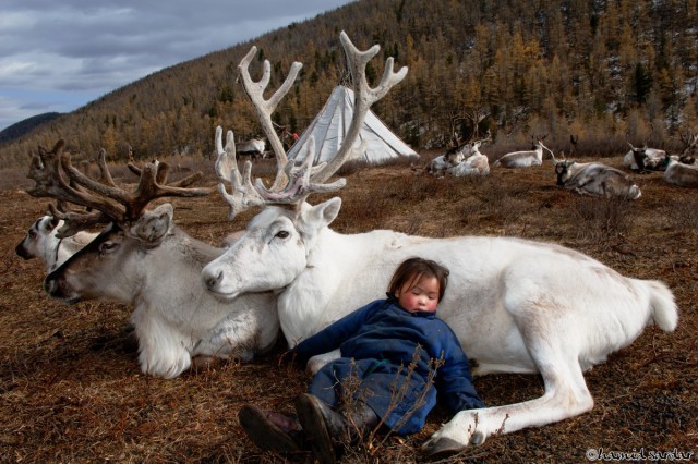 Монгольский ребёнок спит у бока оленя