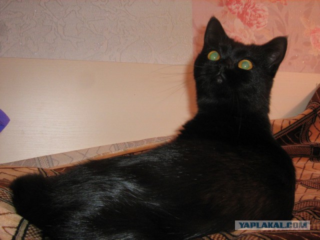 Котовторник 24.03.2015