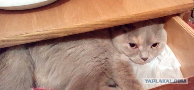 Котовторник 07 04 2015