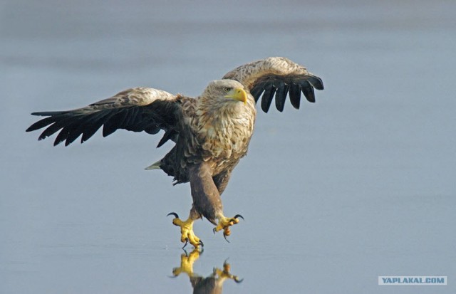 Легкость походки