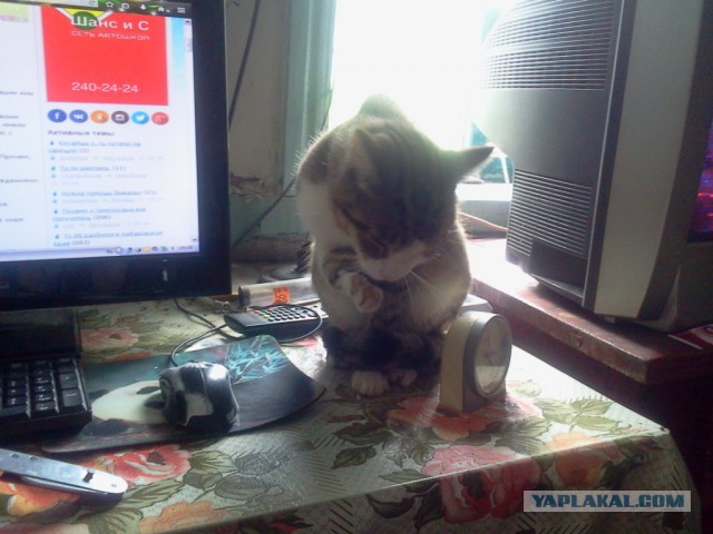 Котовторник 14.07.2015