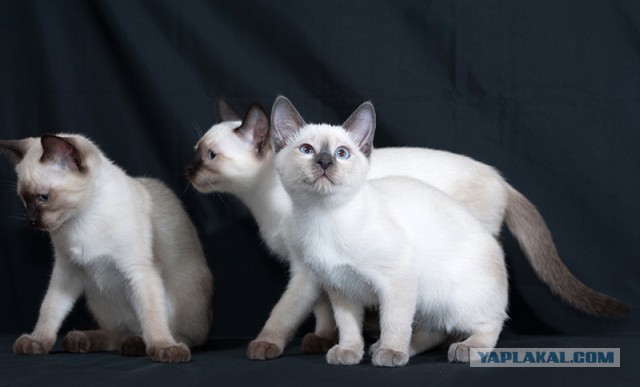 Котовторник  21.07.2015