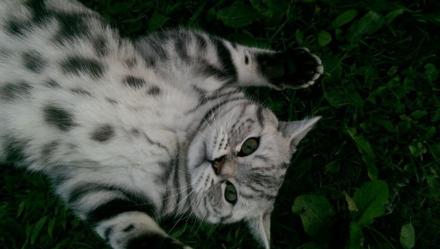 Котовторник 04.08.2015