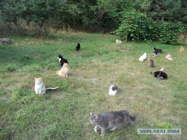 Жизнь домашнего приюта для котеек 78