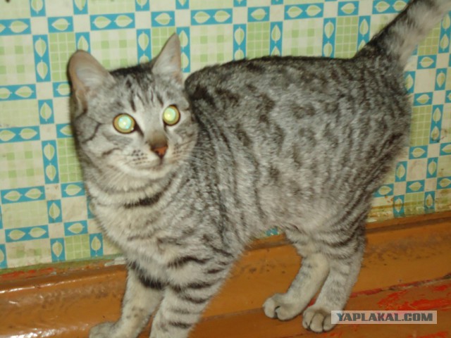 Котовторник