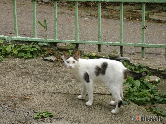 Сочинские КАШАКИ!!!
