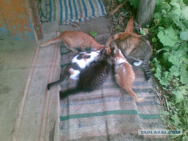 Котовторник 23.02.2016
