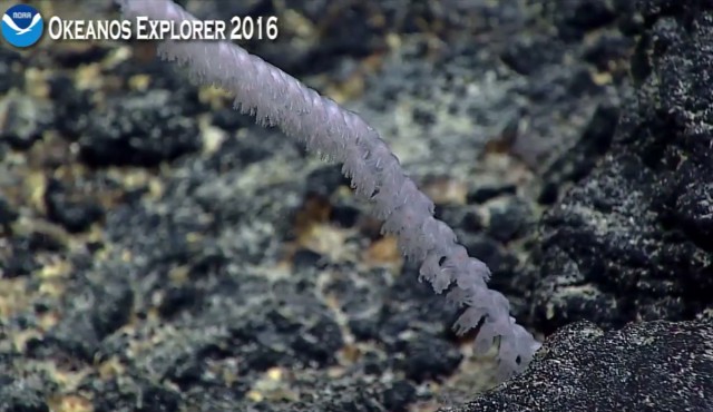 Началась онлайн-трансляция происходящего в самом глубоком месте Земли