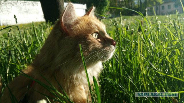 Кот пахан или рыжее родное чудовище