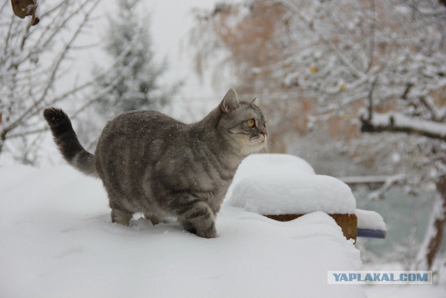 Котовторник 08.11.2016