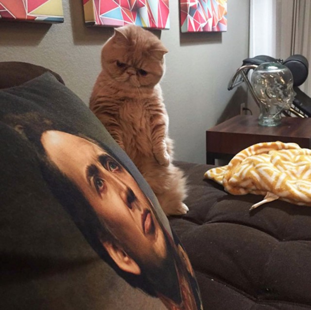 Коты из сети
