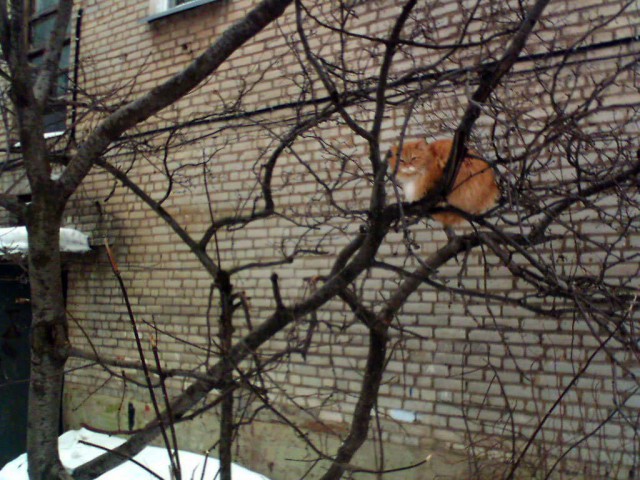 Коты из сети