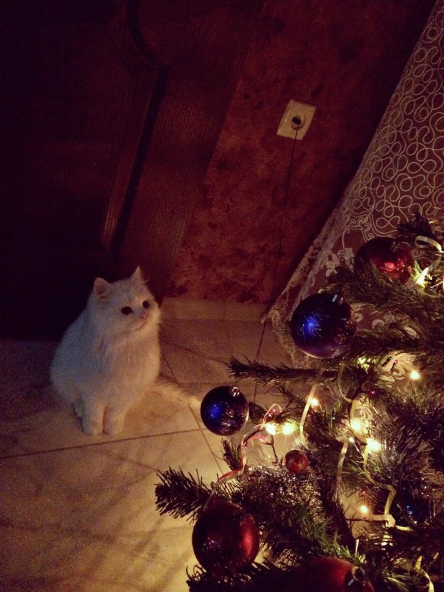 Коты из сети