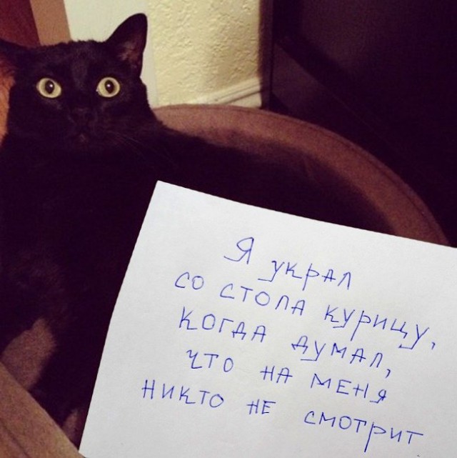 Коты из сети