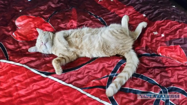 Котовторник 14.03.2017