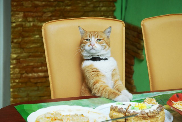 Коты и Кошки