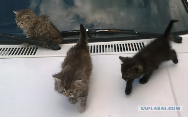 Кошачье пополнение