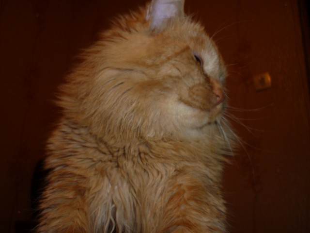 Коты и Кошки