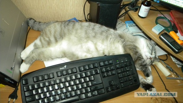 Пончик и солнце.