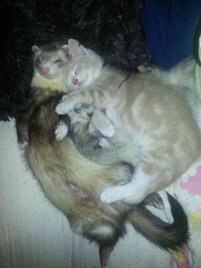 Коты и Кошки