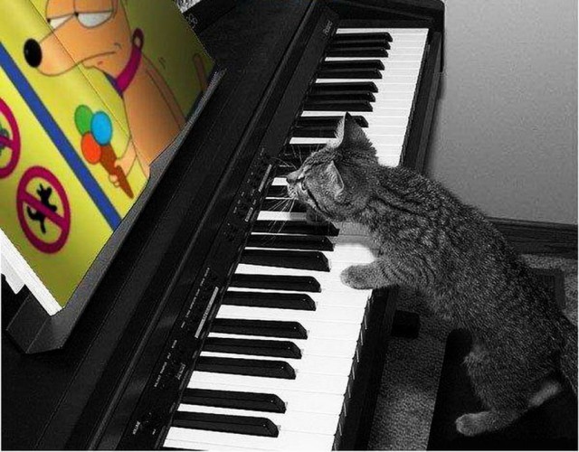 Коты и Кошки
