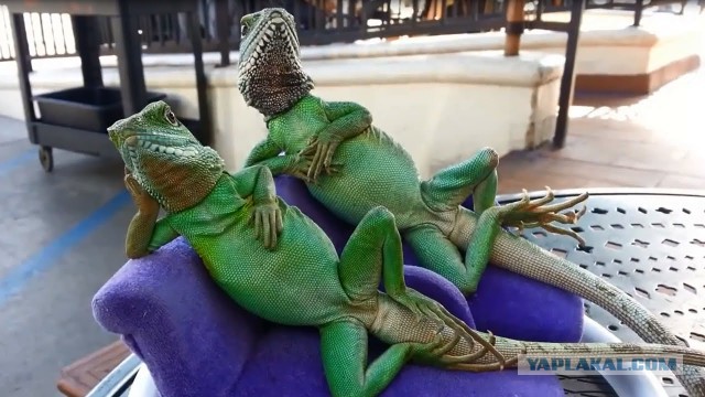 Просто юмор