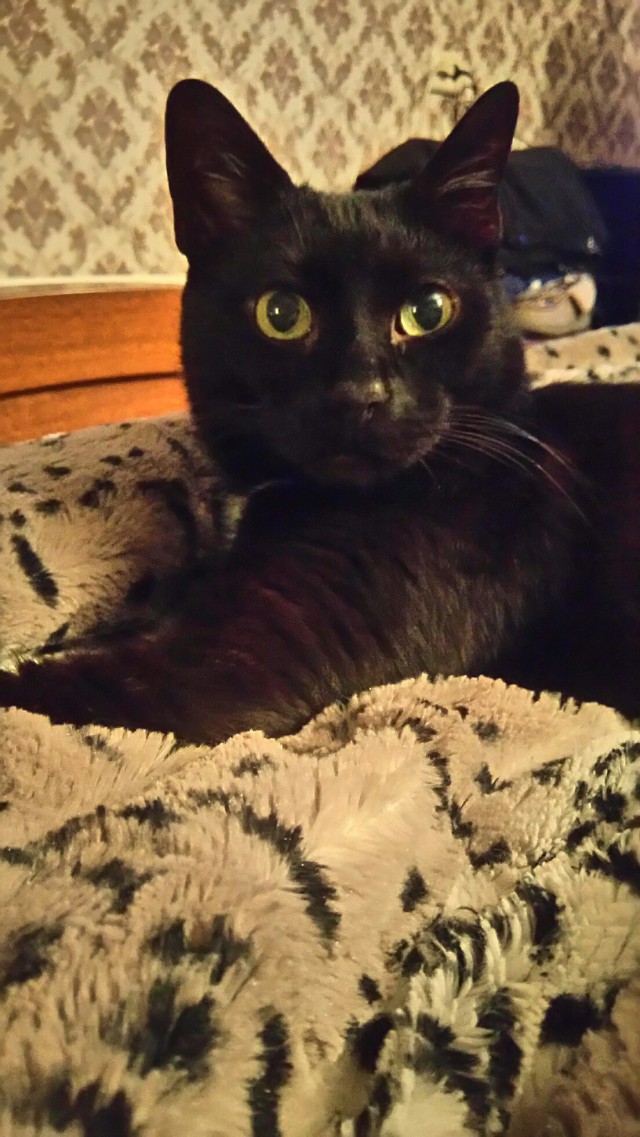 Коты и Кошки