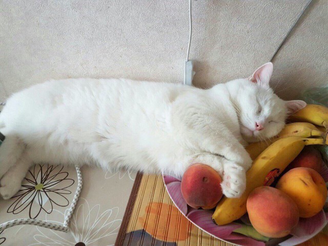 Коты и Кошки