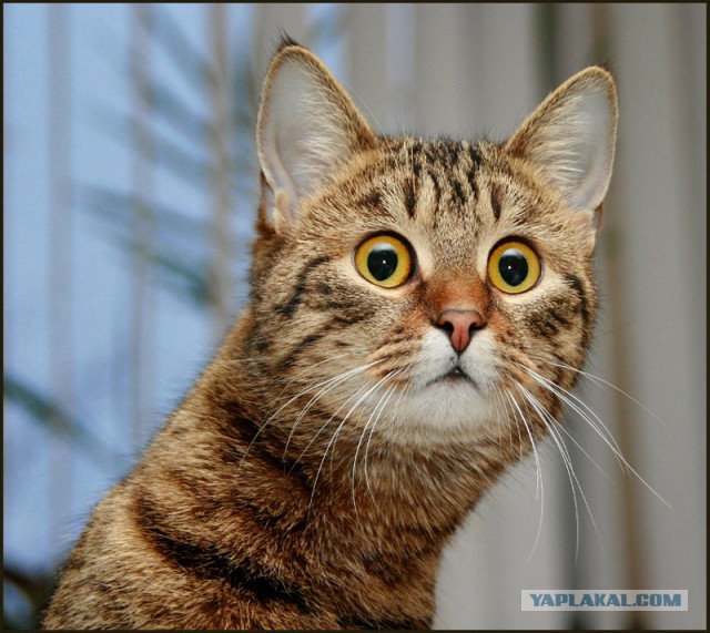 Цены на рыбу в Якутске